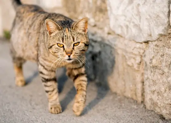 Un gato gris a rayas camina por la carretera.