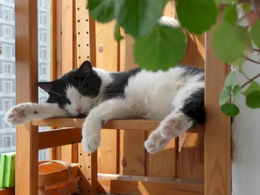 Gato durmiendo en el balcón.