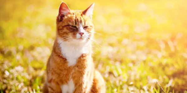 Gato rojo entrecerrando los ojos bajo el sol brillante