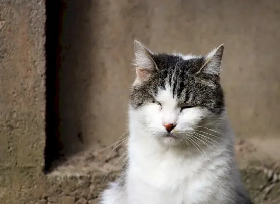 Olho rosa em gatos: causas, sintomas e tratamento