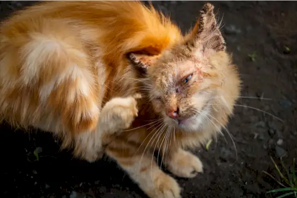 Symptômes de la gale chez les chats