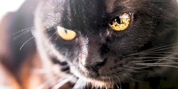 Manchas negras en el iris (ojos) de un gato negro.