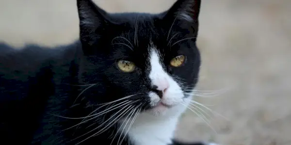 Manchas marrons na íris de um gato preto e branco.