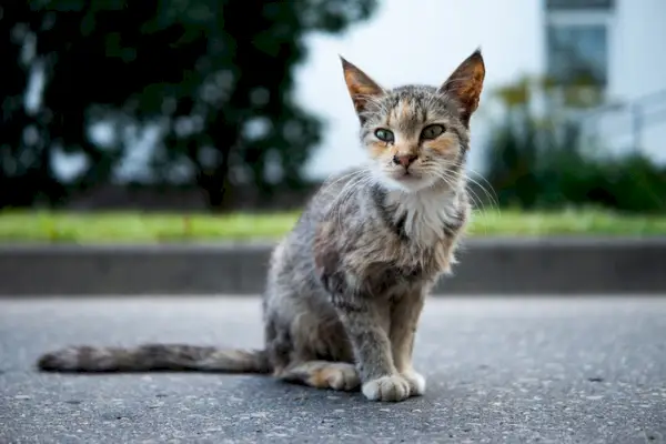 En tynd og underernæret kat med synlige ribben og et skrøbeligt udseende, hvilket indikerer mulig underernæring eller sundhedsproblemer.