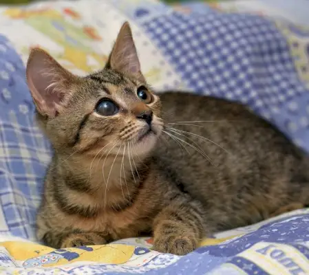 Gatito con ojos vidriosos