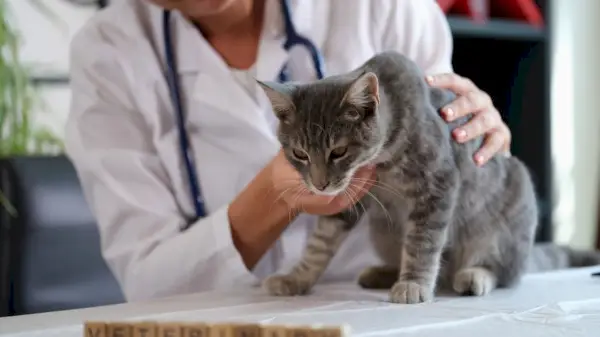 En bild som illustrerar en veterinär som försiktigt håller en sjuk katt