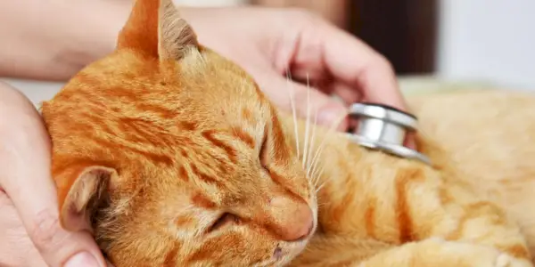 Una imagen de un veterinario realizando un chequeo a un gato.