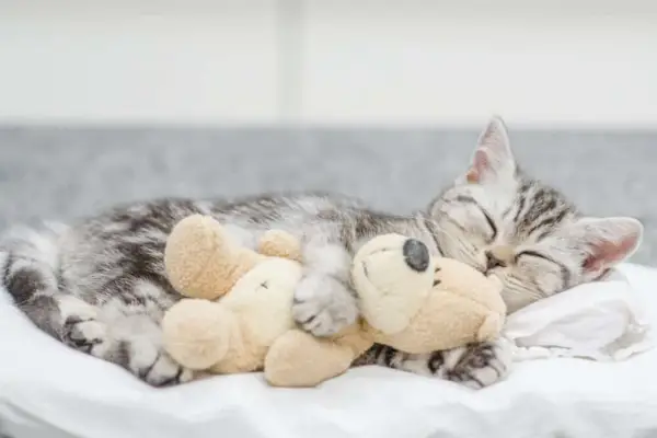 Un gato descansando con un juguete mientras parece frío y busca calor.