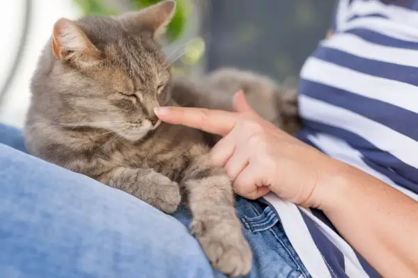 sahibinin üzerinde yatan kedi