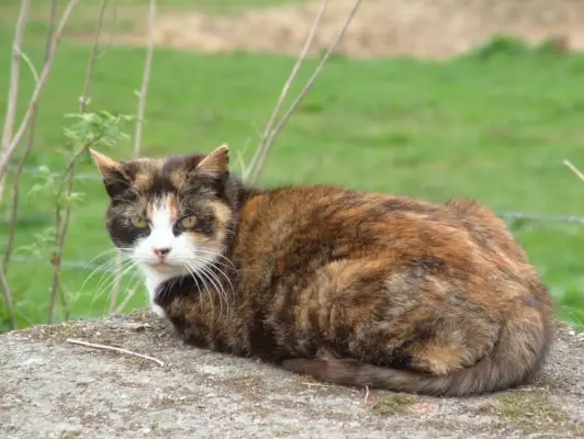 Doença inflamatória intestinal (DII) em gatos: sintomas, diagnóstico e tratamento