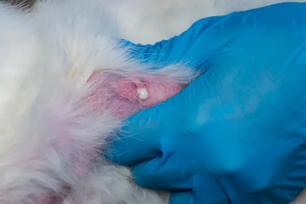 Dierenarts die een massage geeft aan de borstklier van een kat met mastitis om geïnfecteerde melk tot expressie te brengen