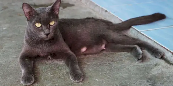 Image d'un chat présentant une hypertrophie de la glande mammaire, mettant en évidence un problème de santé potentiel