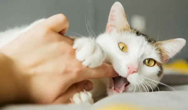 Un gatto che dà un morso d'amore, un bocconcino gentile e affettuoso spesso osservato nel legame e nel gioco felino.