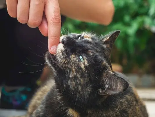 Eine Katze gibt einen Liebesbiss, eine liebevolle Geste, die oft bei der Bindung und beim Spielen von Katzen zu sehen ist.