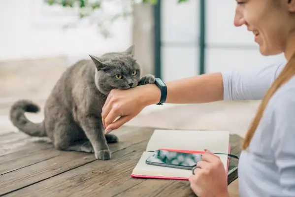 猫の愛咬を予防または停止する方法を示した画像。安全で楽しい猫との交流を維持するためのアドバイスを提供します。