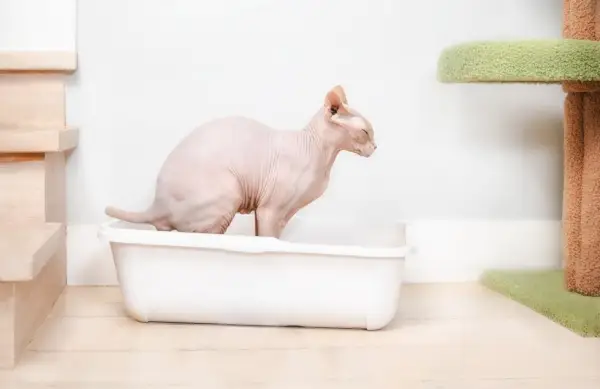 Chat Sphynx utilisant un bac à litière ou des toilettes.