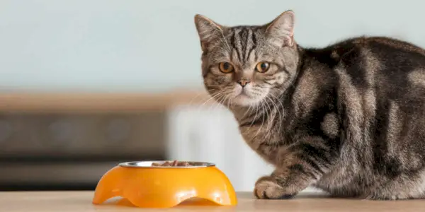 Lindo gato cerca de un tazón con comida