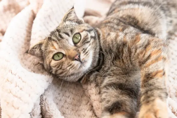 Portrait d'un jeune chat allongé sur une couverture moelleuse