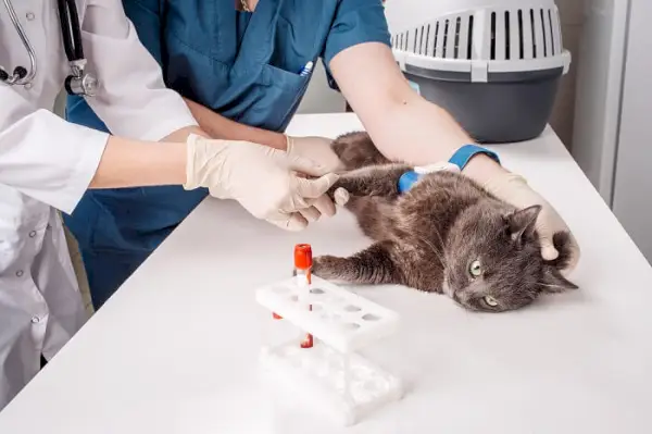 gato en veterinario