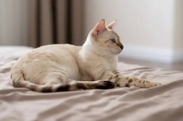 il gatto marrone chiaro incinta è sdraiato sul letto