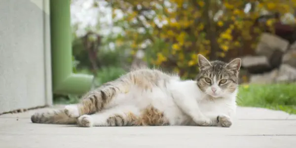 Fehlgeburt bei Katzen: Ursachen, Symptome und Behandlung