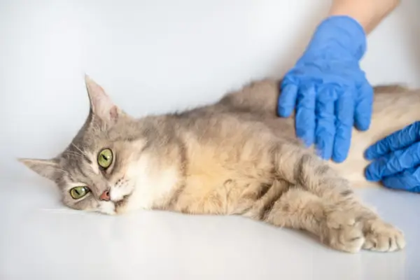 kostnaden för att behandla en scooting katt