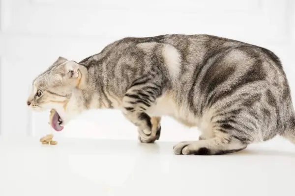 Een afbeelding van een kat die midden in het braken zit.