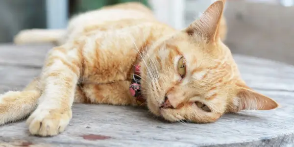 Una imagen de un gato enfermo descansando sobre una superficie blanda.