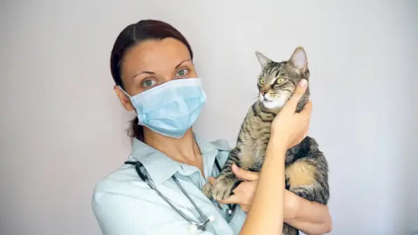 ​Diagnose von Covid-19 bei Katzen