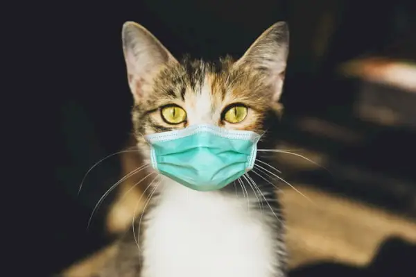 Coronavirus bei Katzen (Covid-19): Ursachen, Symptome und Behandlung