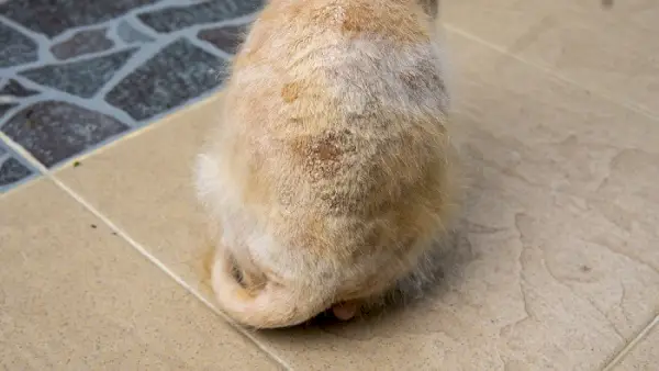 곰팡이 감염으로 고통받는 고양이