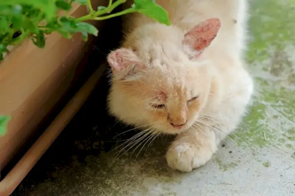 chat infecté par un champignon