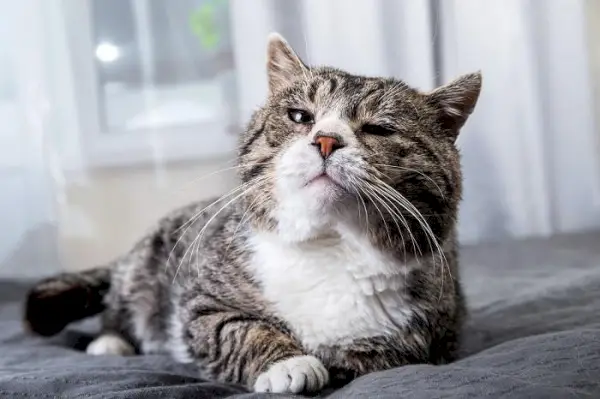 Afbeelding die de symptomen van plotselinge lethargie bij katten benadrukt.