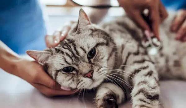 hypercalciëmie bij katten