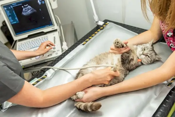 Katze bei einer Ultraschalluntersuchung