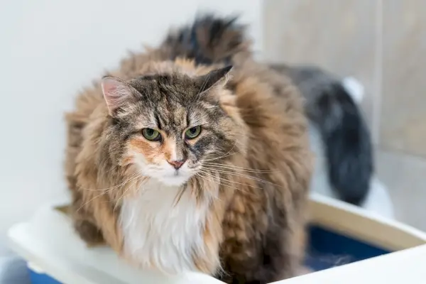 Katze sitzt in einer Katzentoilette