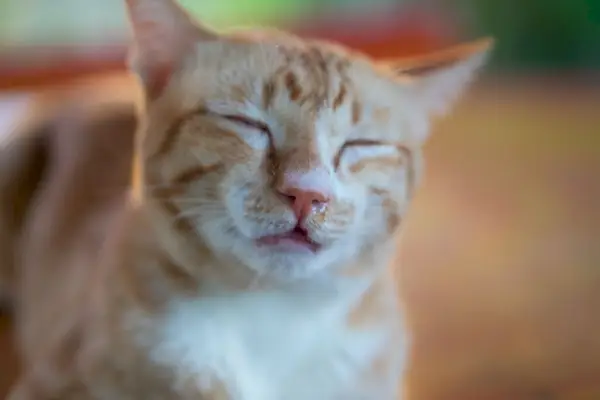 Chat tigré orange avec écoulement nasal, montrant des signes de maladie ou d'allergies potentielles.