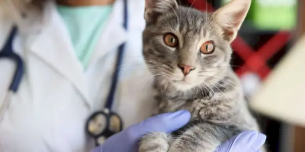 Veteriner kliniğinde güzel bir kediyi tutan veteriner elleri, kedi hastaya bakım ve ilgi sağlıyor.