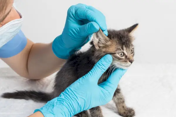 Um veterinário examina cuidadosamente um gatinho