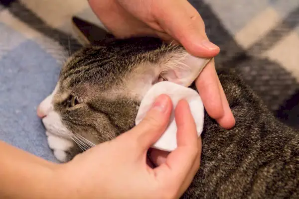 En katteeier som forsiktig renser katten sin