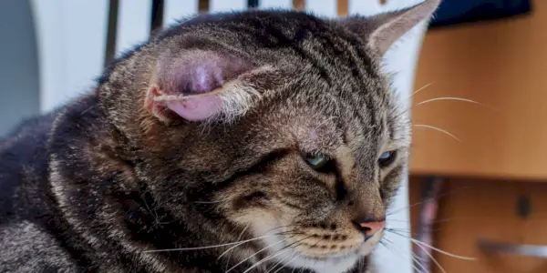 Un gatto con un ematoma, un gonfiore o un nodulo dovuto a una raccolta di sangue, che tipicamente appare sul gatto