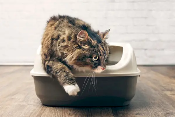 En visuel skildring af en kat, der dukker op fra en kattebakke efter at have afsluttet sin toiletaktivitet.