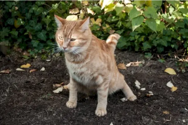 Een afbeelding van een kat die aan het urineren is, wat het natuurlijke gedrag van katten laat zien.