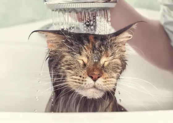 Fare il bagno a un gatto può aiutare a ridurre la produzione di peli e allergeni