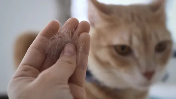 Huidschilfers van katten: allergieën, verwijdering en behandeling