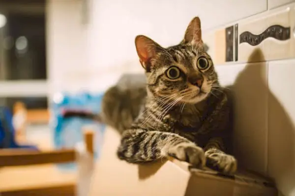 gato con hiperestesia felina con pupilas dilatadas