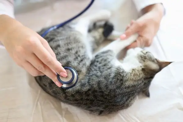 O gato é examinado pelo veterinário