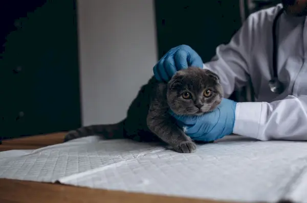 Veterinario che esamina gatto