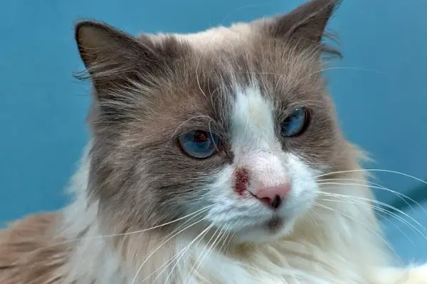 Imagen que ilustra la dermatitis en un gato, con piel inflamada y posible pérdida de cabello, subrayando la importancia de reconocer las afecciones de la piel y buscar orientación veterinaria para un diagnóstico y tratamiento adecuado.