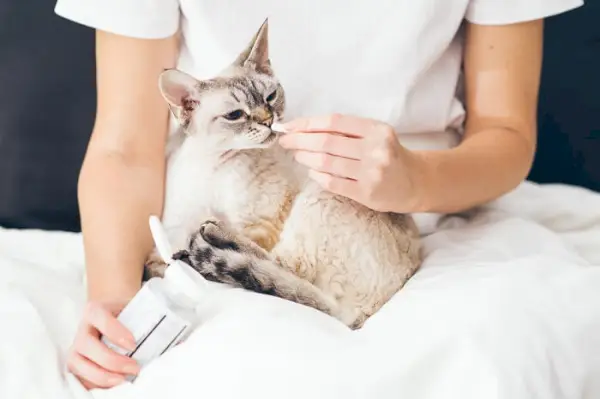 Gato tomando remédios com cooperação e paciência, refletindo o papel crucial do cuidado responsável dos animais de estimação na administração de medicamentos prescritos para sua saúde e bem-estar.